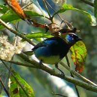 Golden-hooded Tanager